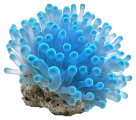 Gordijnen PNG Real Pavona coral ocean reef blue. © Rawpixel.com