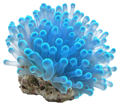 PNG Real Pavona coral ocean reef blue.