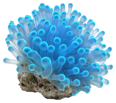 PNG Real Pavona coral ocean reef blue.