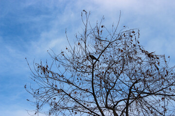 crow in the tree