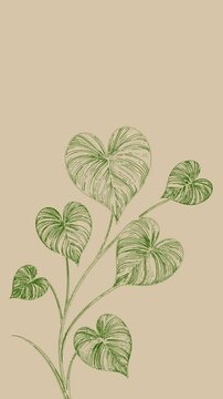 Green leaves plants Monstera or Homalomena. Abstract Leaves Heart Design for stories and promo posts, Social Media Banner, Intro Design Background. Modern Abstract art