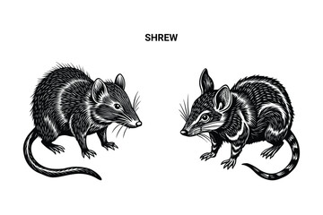 Editable Silhouette Shrew Isolated Vector Illustration