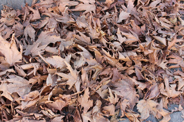 leaves background