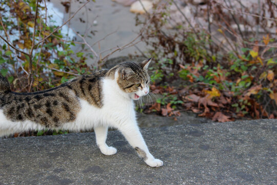 cat on the ground