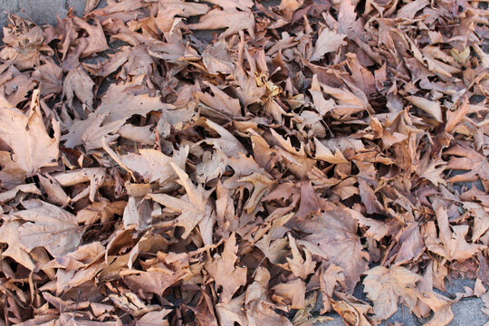 leaves background