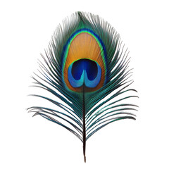 Obraz premium Stunning Peacock Feather Close-Up on Transparent Background