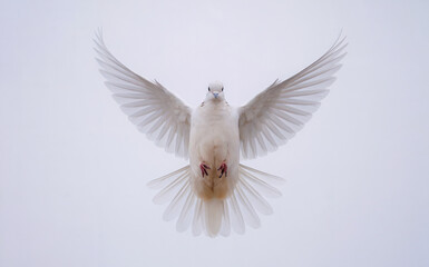 Obraz premium white bird, possibly a dove, in mid-flight. The bird's wings are spread wide, displaying a delicate balance of feathers. 