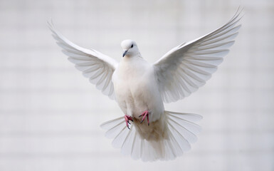 Obraz premium A white dove in mid-flight, with its wings fully spread out. The dove appears to be hovering just above a textured surface, possibly a wall or a fabric, with a soft, muted background. 