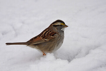 The white-throated sparrow (Zonotrichia albicollis) is a passerine bird of the New World sparrow family Passerellidae.