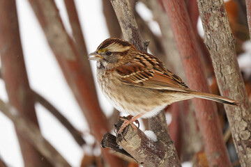 The white-throated sparrow (Zonotrichia albicollis) is a passerine bird of the New World sparrow family Passerellidae.