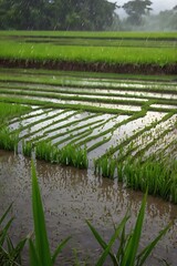 view of rice plants in the rice fields