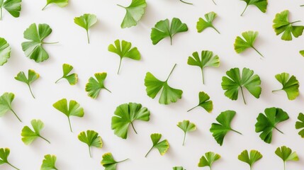 Flat lay of ginkgo biloba leaves on white.