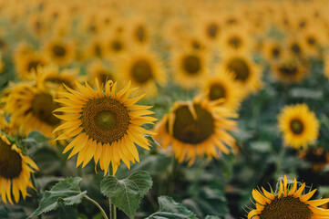 Fototapeta premium Sunflower field fully bloomed and background blur. Used selective focus.