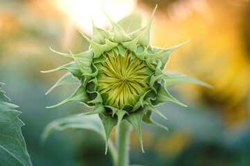 Young sunflower plant ready to bloom in the agricultural farm field. Bokeh blur in the background with some blurred sunflower petals.