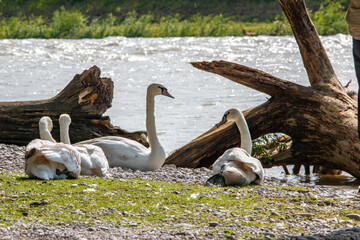 Swan on the Isar in summer during the flood in Munich