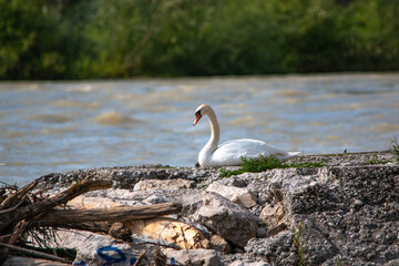 Swan on the Isar in summer during the flood in Munich