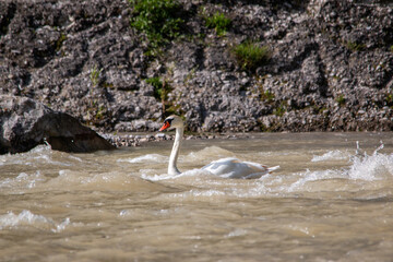 Swan on the Isar in summer during the flood in Munich