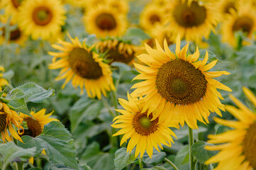 Fototapeta premium Fully bloomed sunflower in the agriculture field.