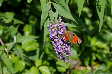European peacock butterfly (Aglais io) perched on summer lilac in Zurich, Switzerland