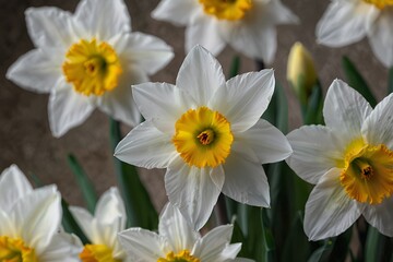 Obraz premium white flowers