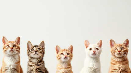 Row of curious kittens on a white background