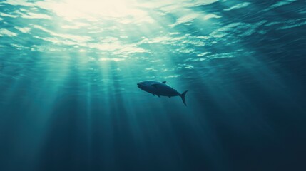 Obraz premium Underwater view of a swimming fish in serene blue ocean environment with sun rays shining through water
