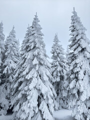 Snow-covered evergreen trees under a clear sky. winter landscape. pine tree forest. winter background. nature, tranquility, winter holidays. seasonal