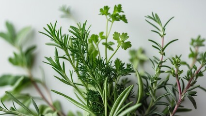 Fresh culinary herbs with depth of field showcasing vibrant leaves and aromatic greenery