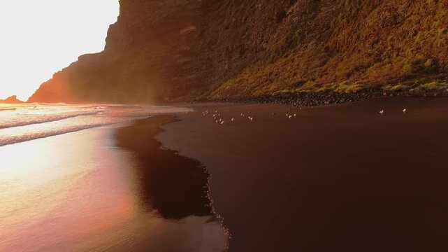 Seagulls are flying over the sandy beach of playa nogales in front of high cliffs, during a beautiful sunset in la palma, canary islands