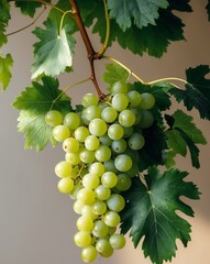 Obraz premium Fresh Green Grapes with Leaves - A Healthy and Juicy Summer Fruit