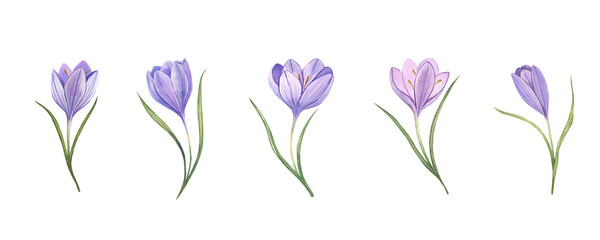 Watercolor hand drawn set of crocus flowers.