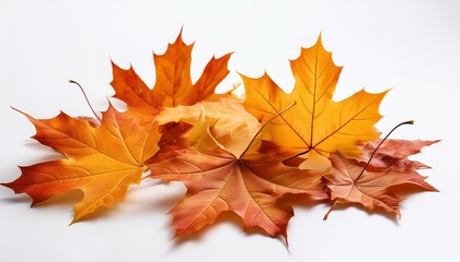 Fototapeta premium autumn falling maple leaves isolated on white heritage
