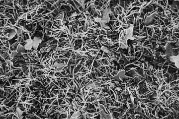Frost on grass and leaves from top view during freezing winter weather temperature in Texas nature.