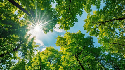 Obraz premium View of green forest canopy. The overall atmosphere is light green summer with rays of light through the foliage