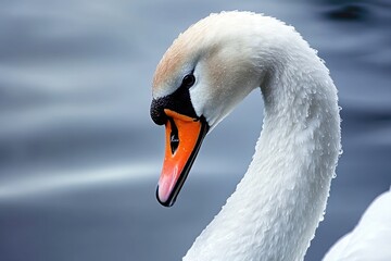 Close-up shot of a swan's head surrounded by water