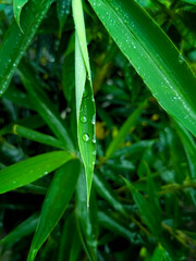 grass with dew