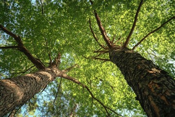 Two tall trees with green leaves in a serene forest environment