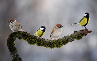 Fototapeta premium group of birds tits and sparrows sitting on a branch covered with moss in the forest
