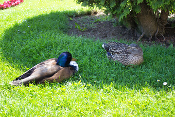 Resting Mallard Ducks in the Shade