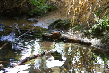 Bird by the Stream in a Natural Habitat