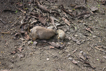Prairie dog and pup interaction in nature