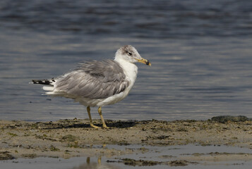 Great black-headed gull at Mameer creek, Bahrain