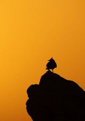 Naklejka premium Silhouette of Crested Lark perched on rock during sunset at Nurana island, Bahrain