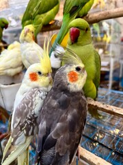 Different cockatiels with yellow, white and dark colors