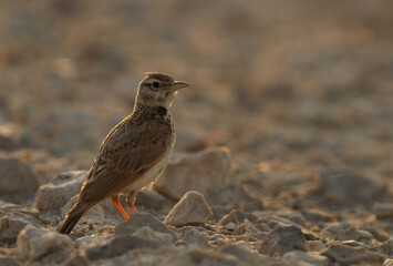 Closeup of a Crested Lark perched on ground at Nurana island, Bahrain
