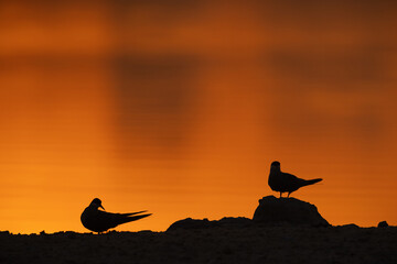 A backlit image of a pair of White-cheeked Tern at tubli