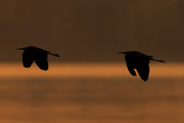 Silhouette of a pair of Western reef heron in flight at Tubli bay, Bahrain