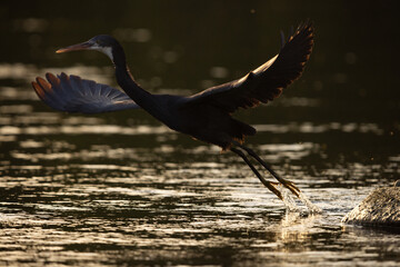 A backlit image of Western reef heron takeoff at Tubli bay, Bahrain