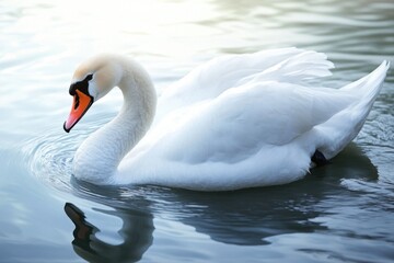 Fototapeta premium A majestic white swan floats peacefully on the surface of calm water