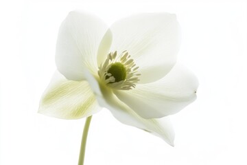 Fototapeta premium A close-up shot of a white flower placed in a decorative vase
